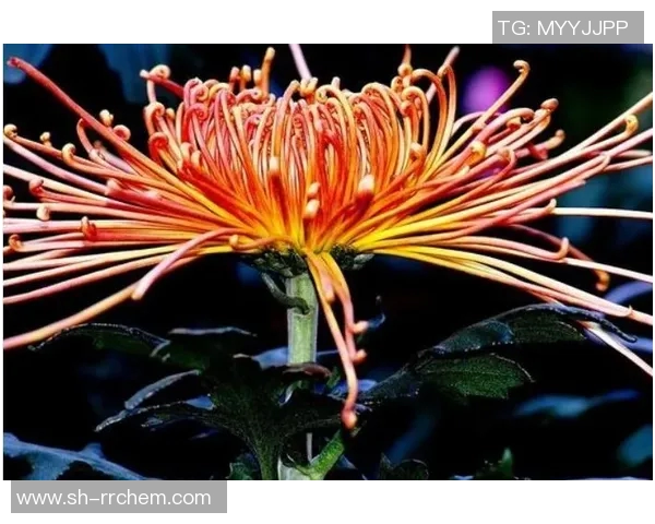 宠妻无度的足球明星与他的甜蜜人生